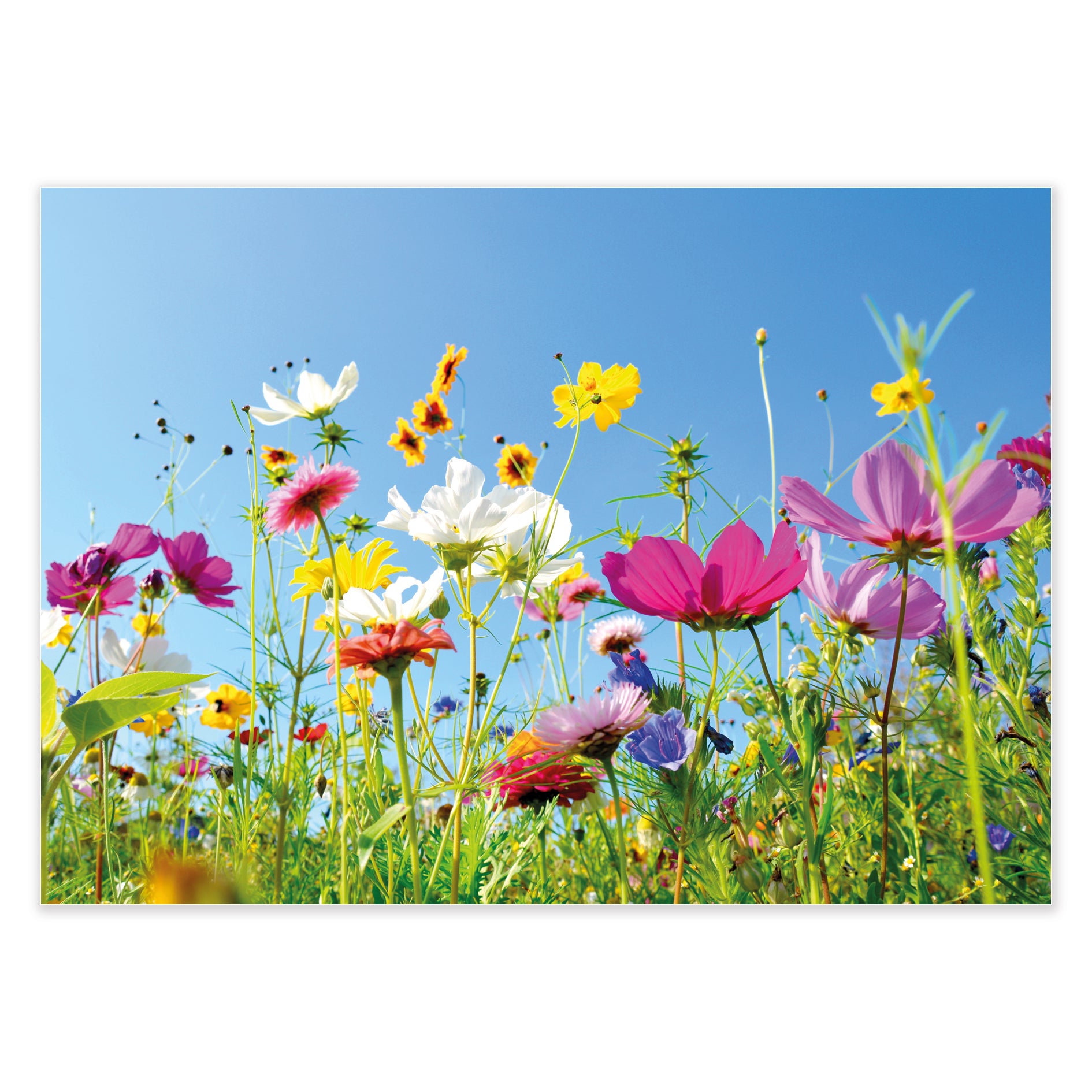 Grußkarte "Blumen"