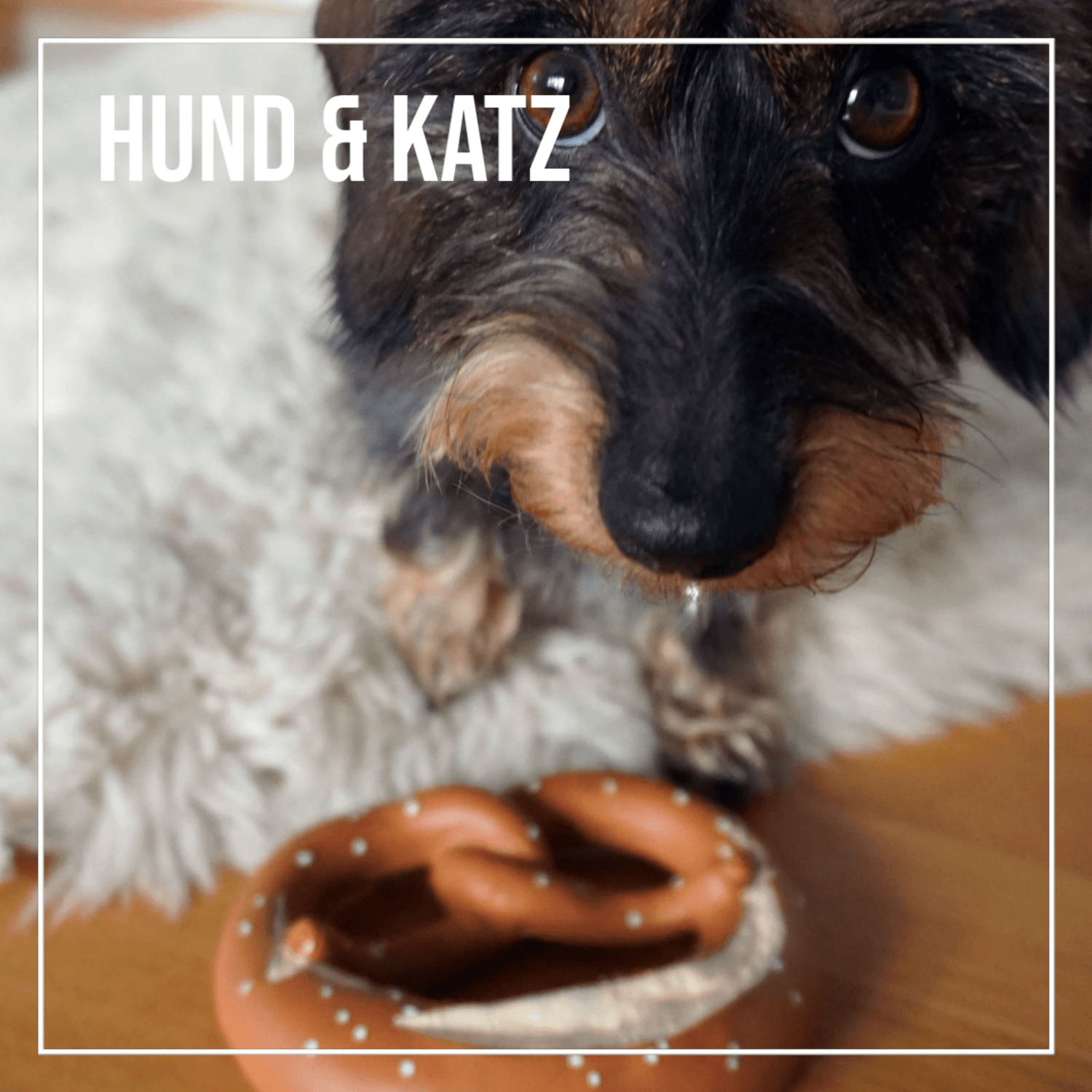 Hund &amp; Katz - meinherzschlag.de