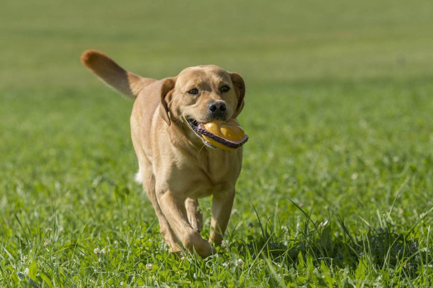 Quietsch - Leberkäs - Semmel - meinherzschlag.de