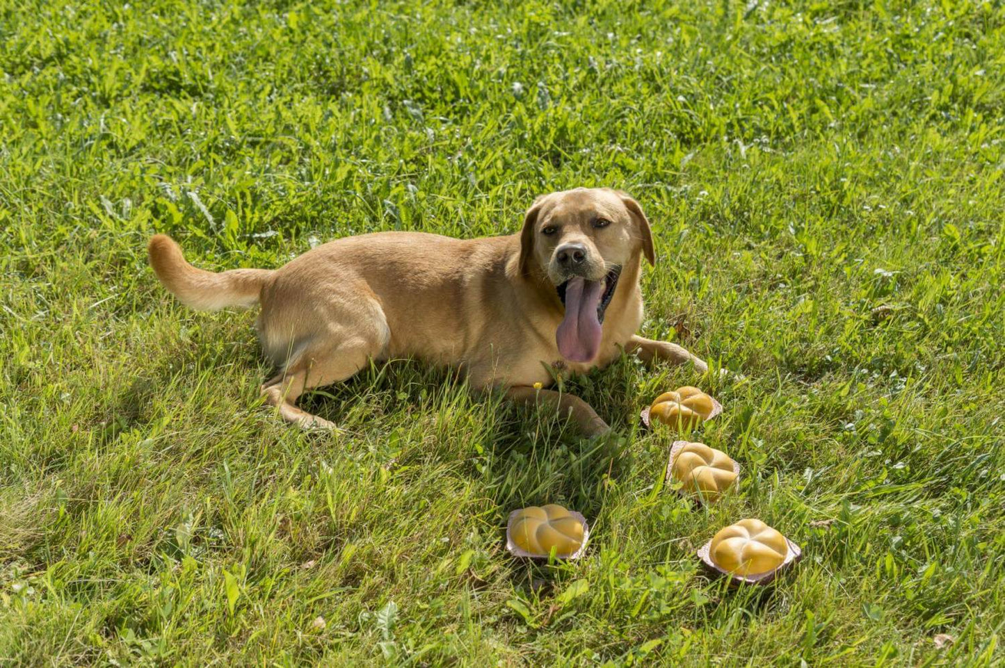Quietsch - Leberkäs - Semmel - meinherzschlag.de