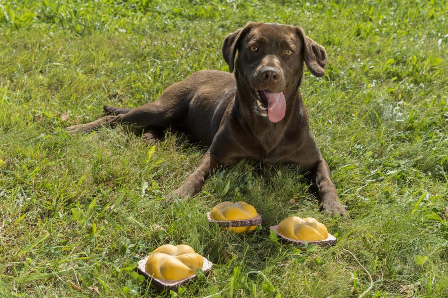 Quietsch - Leberkäs - Semmel - meinherzschlag.de