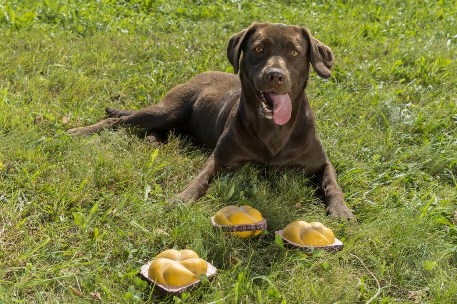 Quietsch - Leberkäs - Semmel - meinherzschlag.de